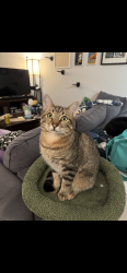Reunited Male Cat last seen Coleman & Santa Monica , Menlo Park, CA 94025