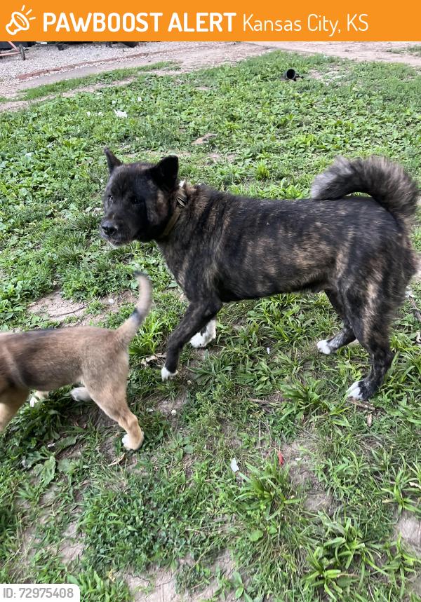 Found/Stray Male Dog last seen 18th street , Kansas City, KS 66104