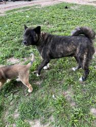 Found/Stray Male Dog last seen 18th street , Kansas City, KS 66104