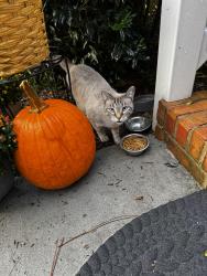Lost Female Cat last seen hse , Acworth, GA 30102