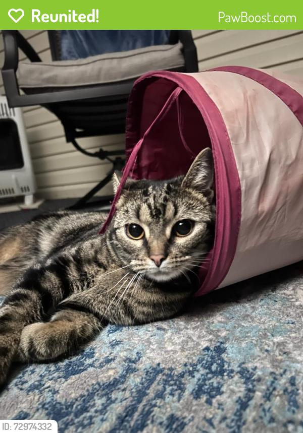 Reunited Female Cat last seen South Franklin community center , South Franklin Township, PA 15301