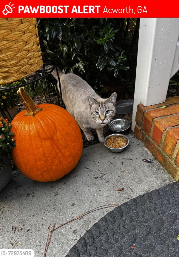 Lost Female Cat last seen hse , Acworth, GA 30102
