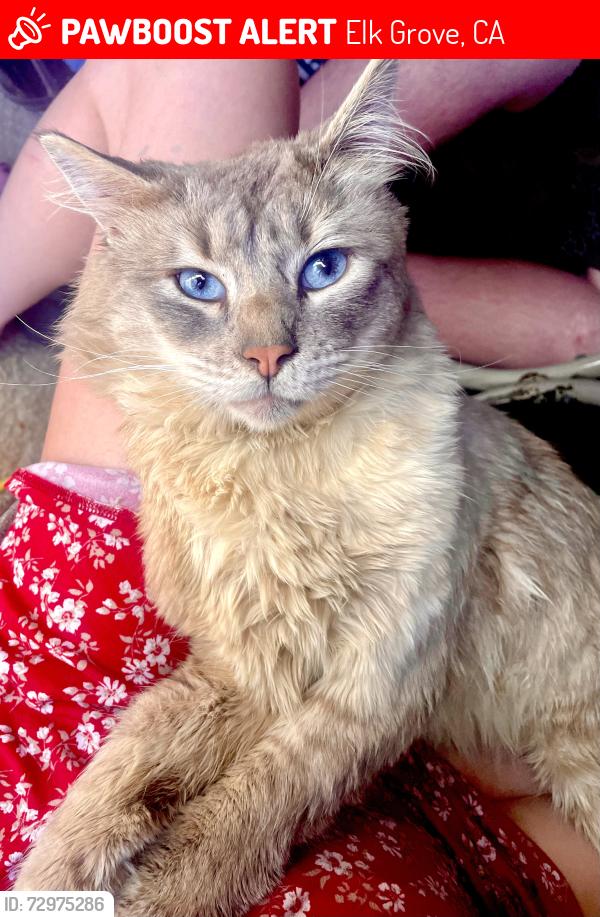 Lost Male Cat last seen Grant line/Sunrise Blvd. His airtag collar was found at Home Depot on Sunrise , Elk Grove, CA 95624