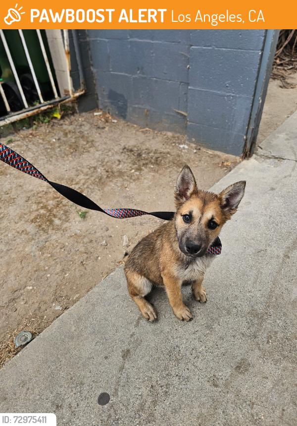 Found/Stray Female Dog last seen 77th & Figueroa , Los Angeles, CA 90044