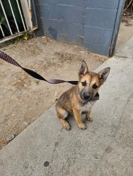 Found/Stray Female Dog last seen 77th & Figueroa , Los Angeles, CA 90044