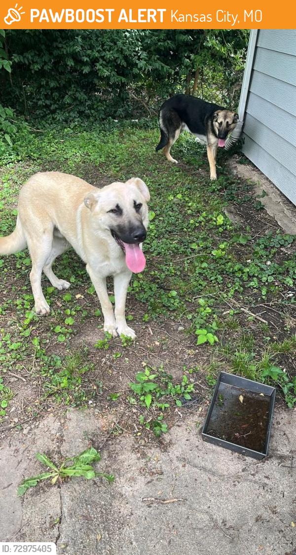 Found/Stray Male Dog last seen Emmanuel cleaver, Kansas City, MO 64130