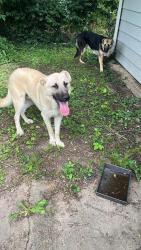Found/Stray Male Dog last seen Emmanuel cleaver, Kansas City, MO 64130