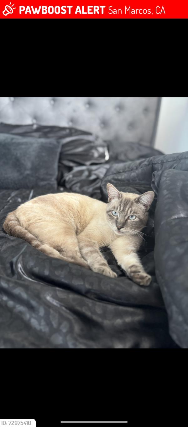 Lost Male Cat last seen Avocado gardens apartment complex, San Marcos, CA 92069