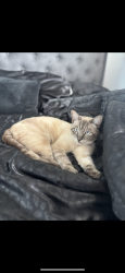 Lost Male Cat last seen Avocado gardens apartment complex, San Marcos, CA 92069