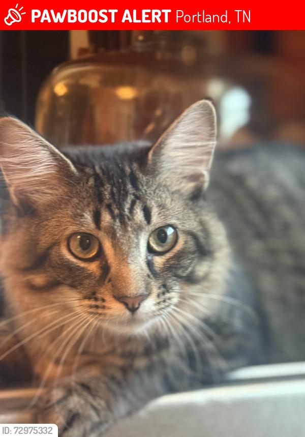 Lost Male Cat last seen Past drakewood market up the hill close to the old American eagle gas station., Portland, TN 37148
