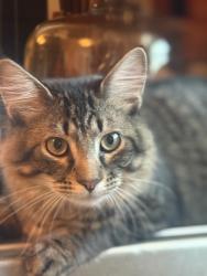 Lost Male Cat last seen Past drakewood market up the hill close to the old American eagle gas station., Portland, TN 37148