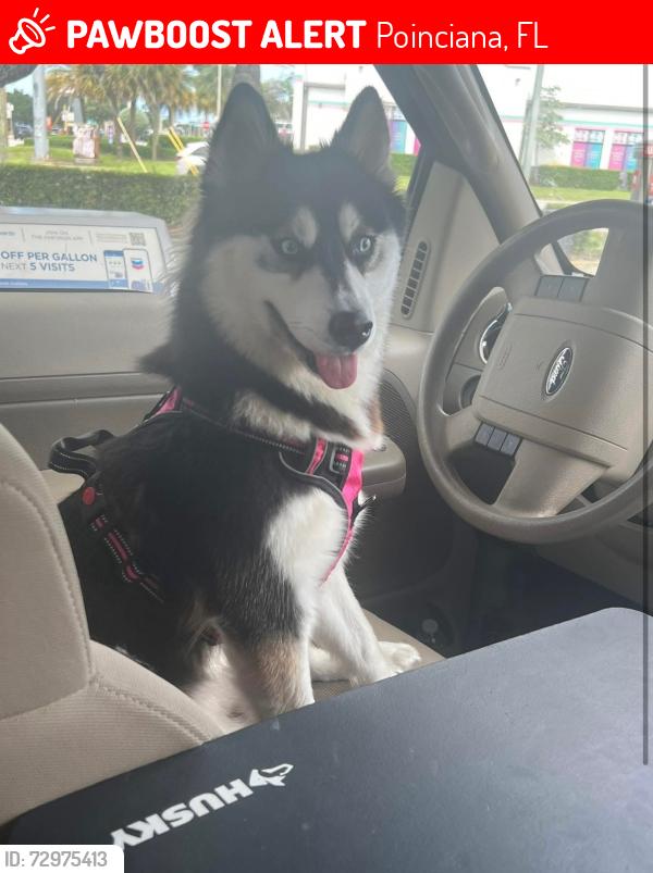 Lost Female Dog last seen Beckenham drive & new castle rd , Poinciana, FL 34758