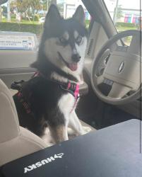Lost Female Dog last seen Beckenham drive & new castle rd , Poinciana, FL 34758