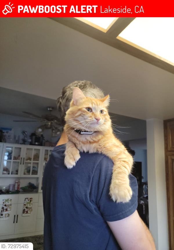Lost Male Cat last seen Skyline church, Lakeside, CA 92040