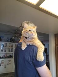 Lost Male Cat last seen Skyline church, Lakeside, CA 92040