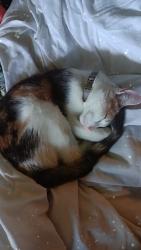 Reunited Female Cat last seen Point pleasant drive and leap road, Hilliard, OH 43026