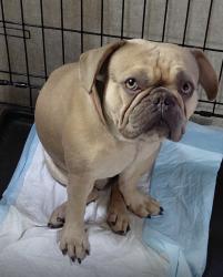 Lost Male Dog last seen Isles if oasis, Homestead, FL 33033