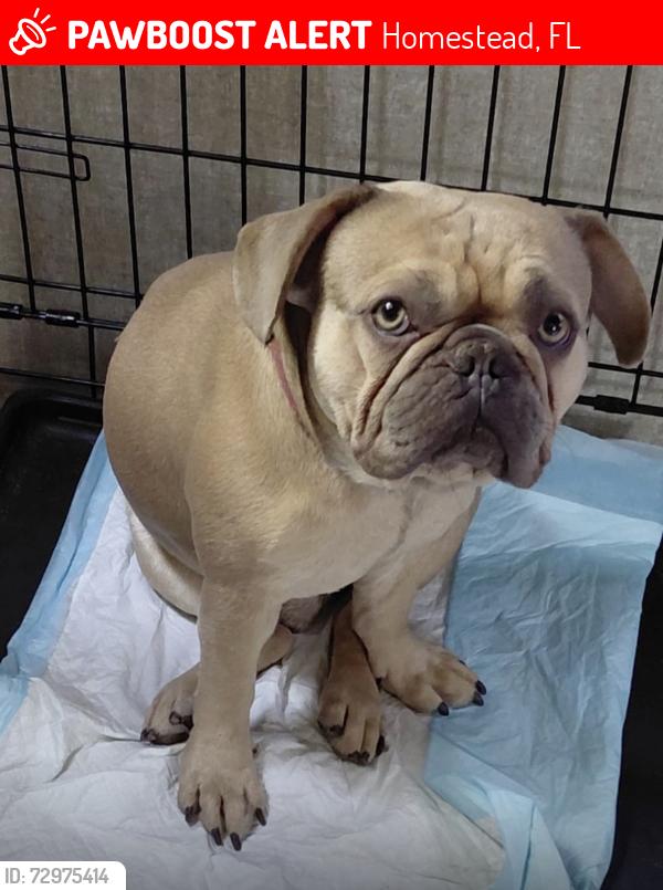 Lost Male Dog last seen Isles if oasis, Homestead, FL 33033