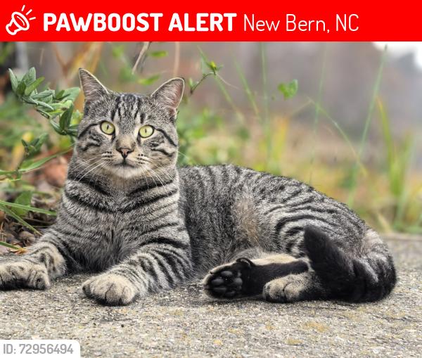 Lost Male Cat last seen Near Old Cherry Point rd between the nursing home and the church, New Bern, NC 28560
