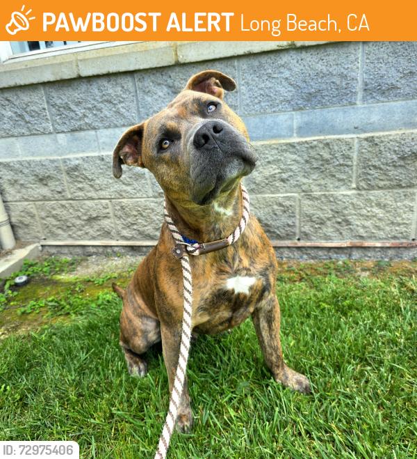 Found/Stray Male Dog last seen Near Argonne Ave, Long Beach, CA 90803, Long Beach, CA 90803