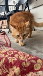 Reunited Male Cat last seen Menchaca & Ravenscroft, Austin, TX 78748