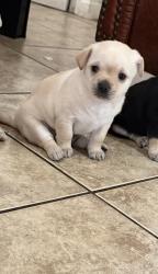 Lost Female Dog last seen Near s dicon ave inglewood ca, Inglewood, CA 90303