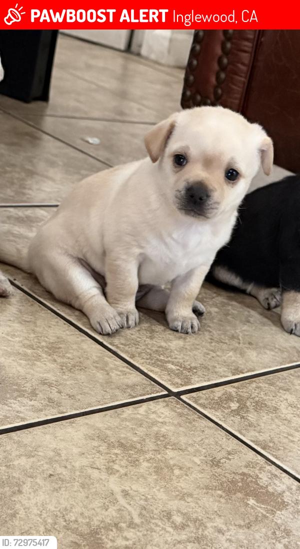 Lost Female Dog last seen Near s dicon ave inglewood ca, Inglewood, CA 90303