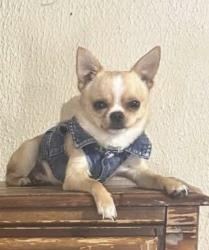 Reunited Male Dog last seen Near E Belknap St, Fort Worth, TX 76111, USA, Fort Worth, TX 76111