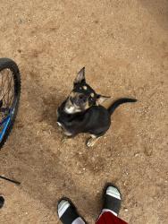 Lost Male Dog last seen Stella / Kolb, Tucson, AZ 85730