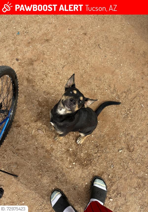 Lost Male Dog last seen Stella / Kolb, Tucson, AZ 85730
