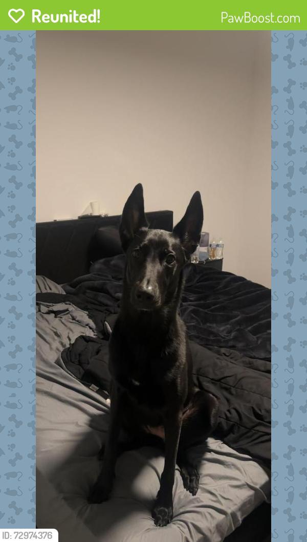 Reunited Female Dog last seen Crenshaw and pch, Torrance, CA 90505