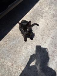 Reunited Male Cat last seen Lakehurst, Port St. Lucie, FL 34983