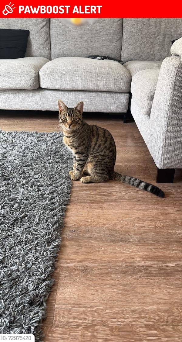 Lost Male Cat last seen Houghton Avenue, Waterlooville, Berewood, Hampshire, England PO7 3AA