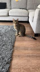 Lost Male Cat last seen Houghton Avenue, Waterlooville, Berewood, Hampshire, England PO7 3AA