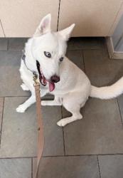 Reunited Male Dog last seen Near drexmore, Fort Worth, TX 76244