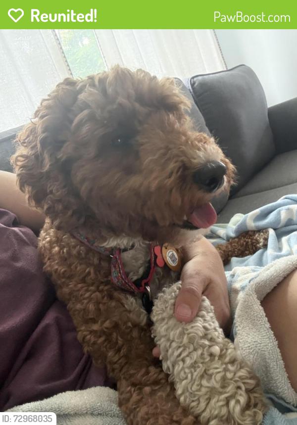 Reunited Female Dog last seen Temple Ave and Eastman , Lancaster, PA 17603