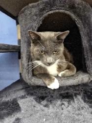Lost Male Cat last seen N Yale Lane, Citrus Springs, FL 34434