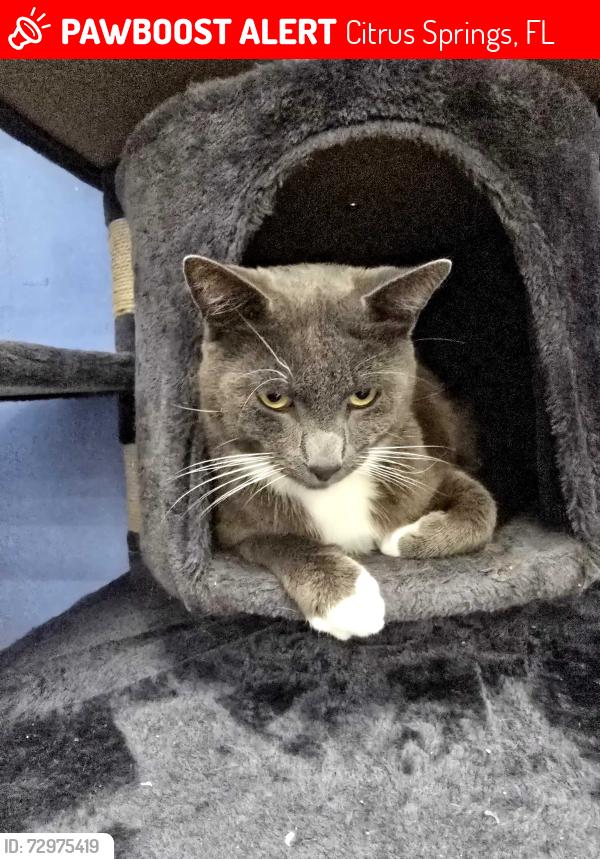 Lost Male Cat last seen N Yale Lane, Citrus Springs, FL 34434