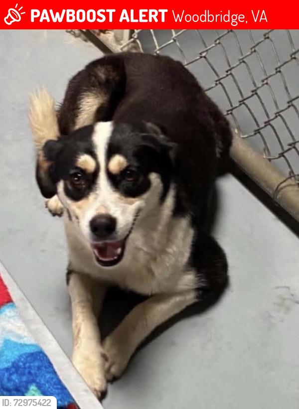 Lost Female Dog last seen hall st and old bridge road. , Woodbridge, VA 22192