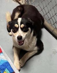 Lost Female Dog last seen hall st and old bridge road. , Woodbridge, VA 22192