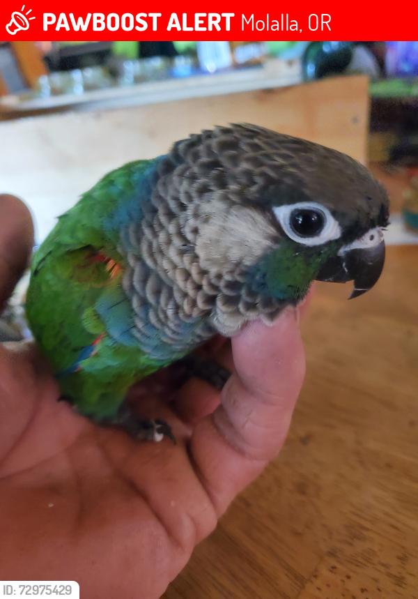 Lost Unknown Bird last seen Macksburg Rd, Molalla, OR 97038