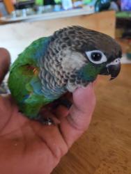 Lost Unknown Bird last seen Macksburg Rd, Molalla, OR 97038