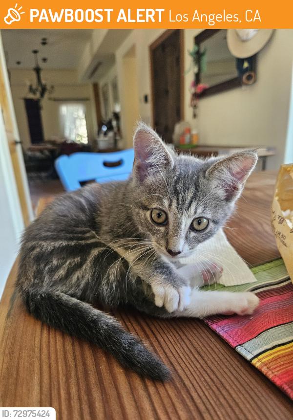 Found/Stray Unknown Cat last seen Webb and Strathern , Los Angeles, CA 91605