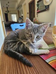 Found/Stray Unknown Cat last seen Webb and Strathern , Los Angeles, CA 91605