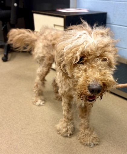 Shelter Stray Male Dog last seen Near Spring Harbour Dr Atlanta Georgia 30340 USA, 30340, GA, Atlanta, GA 30341