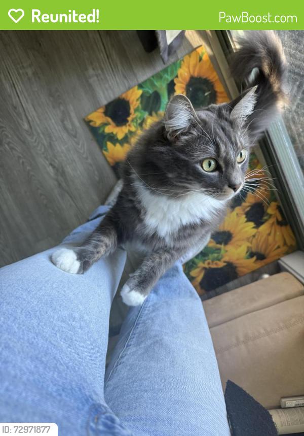 Reunited Male Cat last seen O’haras creek /Cranstons , Middle Dural, NSW 2158