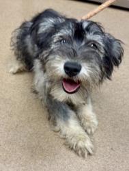 Shelter Stray Female Dog last seen Near Kensington Rd, 30032, GA, Atlanta, GA 30341