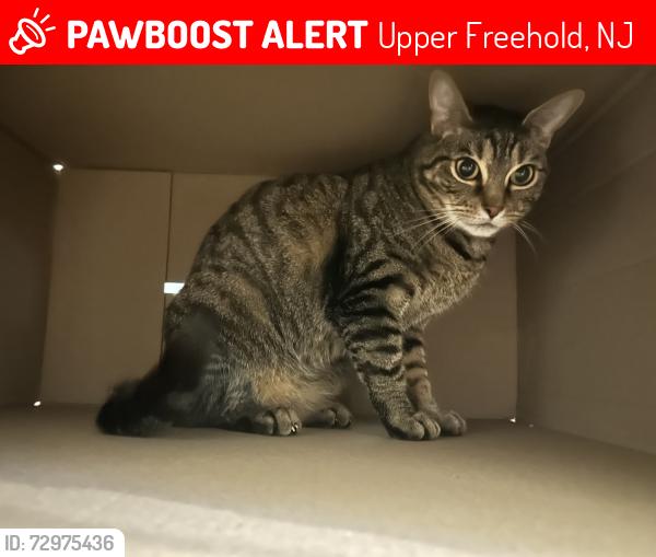 Lost Male Cat last seen Yellow Meeting hse Road, Upper Freehold, NJ 08514