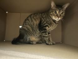 Lost Male Cat last seen Yellow Meeting hse Road, Upper Freehold, NJ 08514
