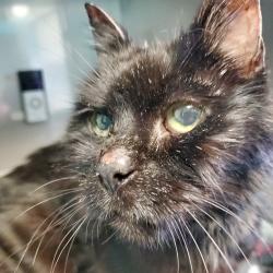 Reunited Male Cat last seen Marshall Drive and Lynnwood Drive, Churchill Valley, PA 15235
